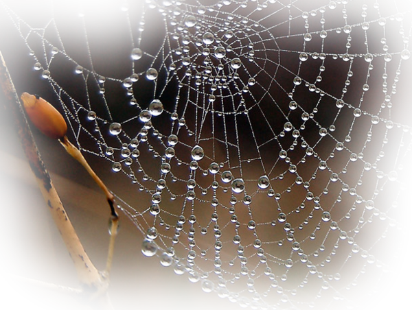 Tube toile d'airaignée